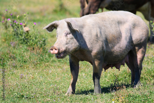 Fat sow on a flower pasture