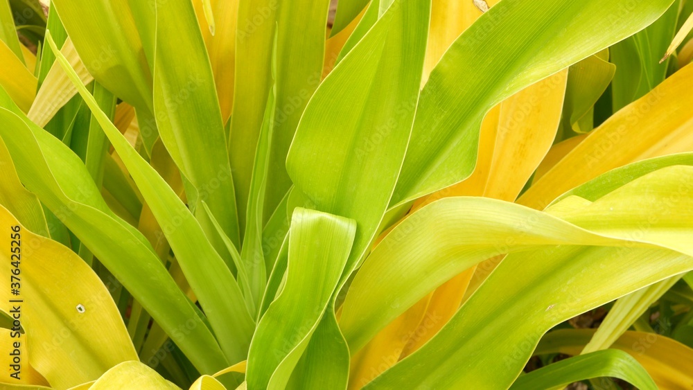 Obraz premium Variegated green yellow foliage. Long motley green yellow tropical plant leaves in garden. Natural tropical exotic background.