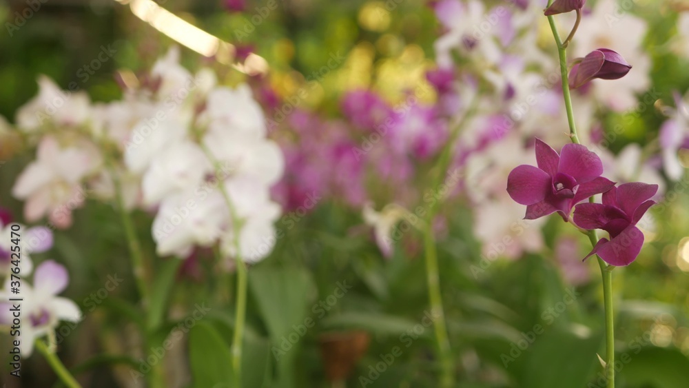 Beautiful lilac purple and magenta orchids growing on blurred background of green park. Close up macro tropical petals in spring garden among sunny rays. Exotic delicate floral blossom with copy space Beautiful lilac purple and magenta orchids growing on blurred background of green park. Close up macro tropical petals in spring garden among sunny rays. Exotic delicate floral blossom with copy space
