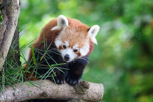 Red panda in a tree with green foliage background.