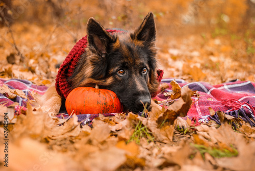 German Shepherd in autumn foliage on a walk with a pumpkin