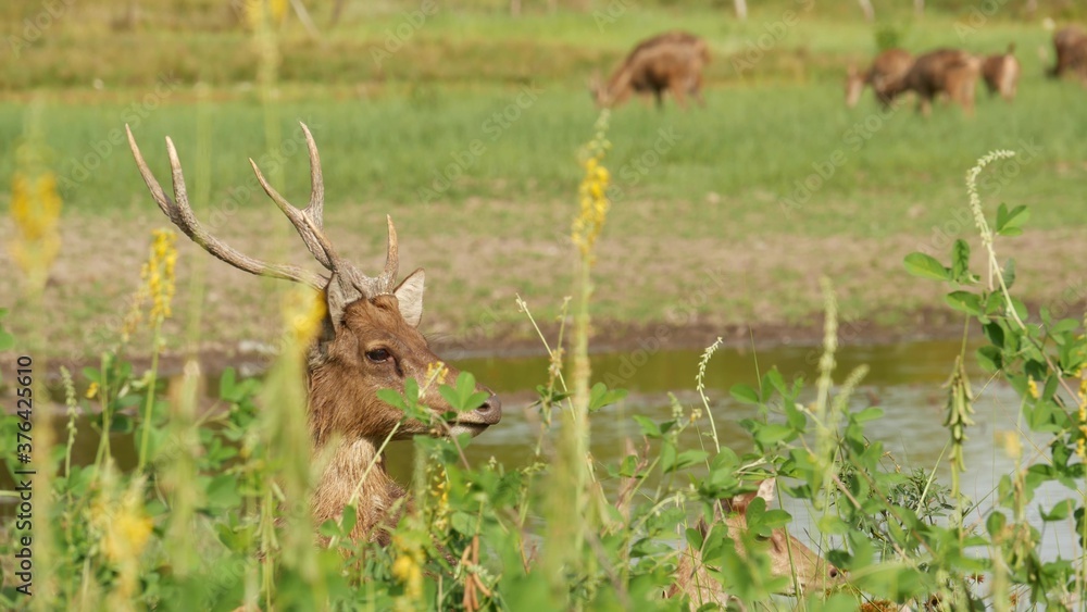 Young strong graceful deer, green pasture with green juicy grass. Spring meadow with cute animals. Livestock field in tropical Asia. Natural lagndaschaft with group of fawns. Environment conservation Young strong graceful deer, green pasture with green juicy grass. Spring meadow with cute animals. Livestock field in tropical Asia. Natural lagndaschaft with group of fawns. Environment conservation