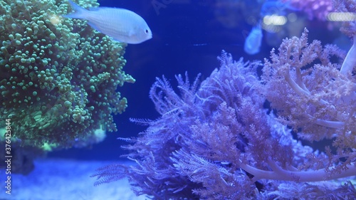 Fotografia Species of soft corals and fishes in lillac aquarium under violet or ultraviolet uv light