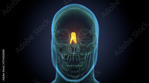 3d render of skeleton nasal polyps bone anatomy
