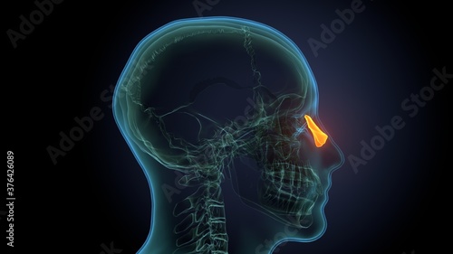 3d render of skeleton nasal polyps bone anatomy photo