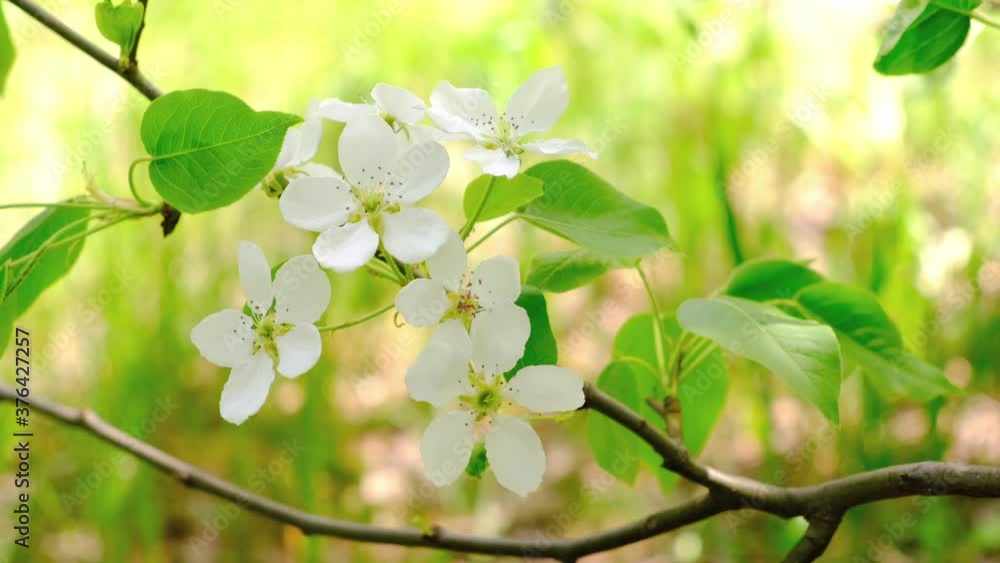 Branch of an Apple tree with white flowers sways in the wind in rays of morning, spring sun. Branch of an Apple tree with white flowers sways in the wind in rays of morning, spring sun.