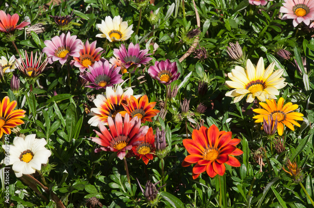 Sydney Australia, garden bed of vibrant colored flowering gazania plants Sydney Australia, garden bed of vibrant colored flowering gazania plants
