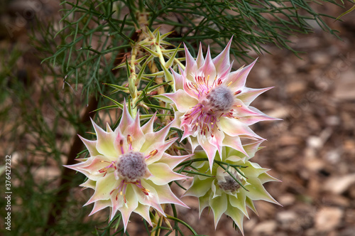 Sydney Australia, flowers of a Serruria florida or blushing bride bush a native of southern africa photo