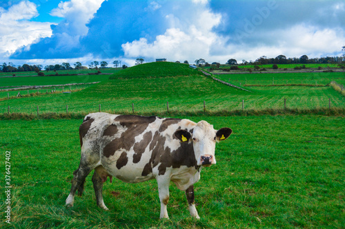 Brown and White dairy cow in a green field with blue sky 