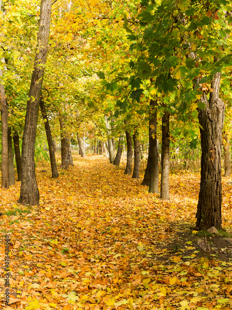 Fototapeta premium Colorful bright autumn forest. Leaves fall on ground in autumn. Autumn forest scenery with warm colors and footpath covered in leaves leading into scene.