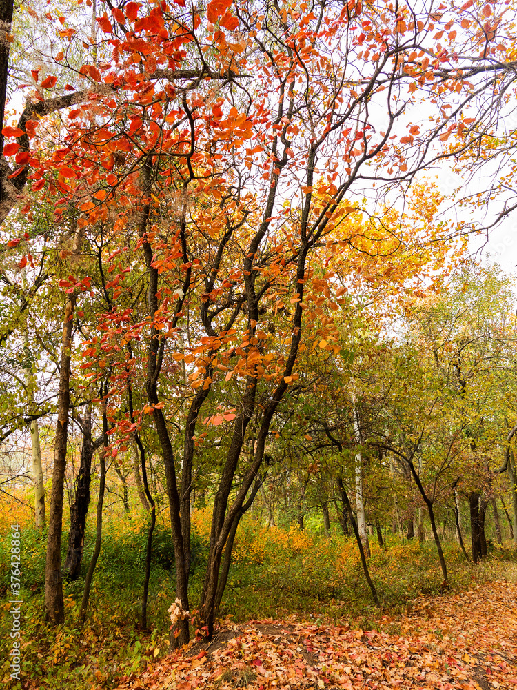 Colorful bright autumn forest. Leaves fall on ground in autumn. Autumn forest scenery with warm colors and footpath covered in leaves leading into scene.