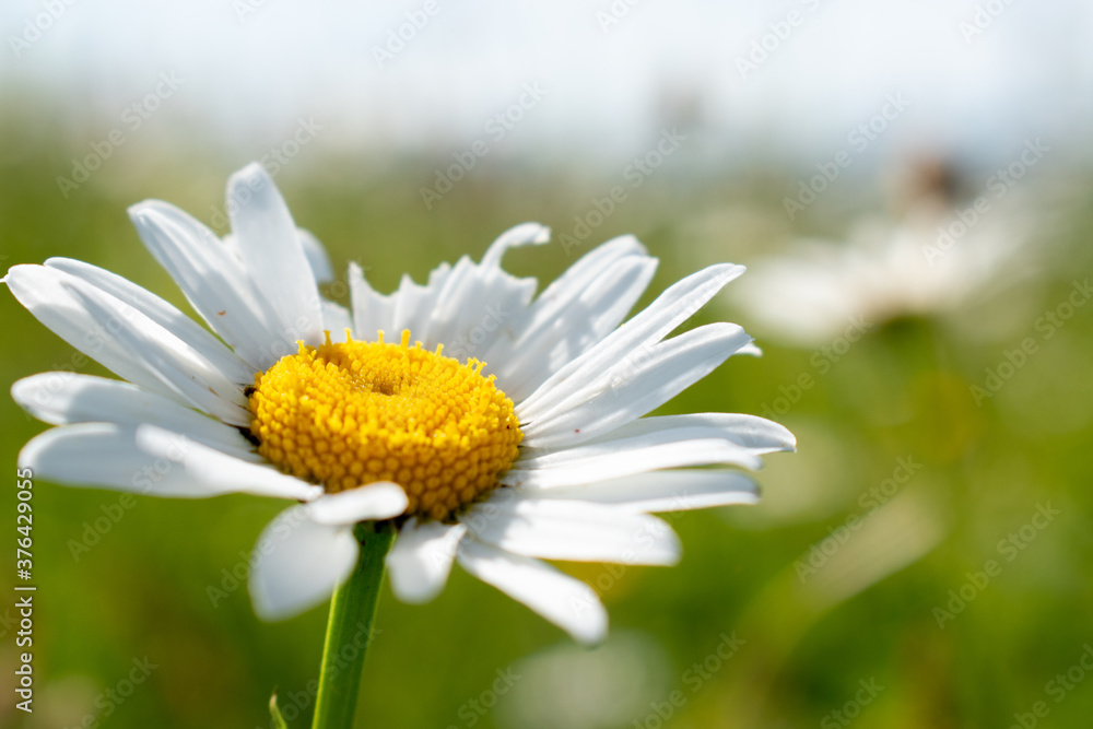 Fototapeta premium white daisy flower