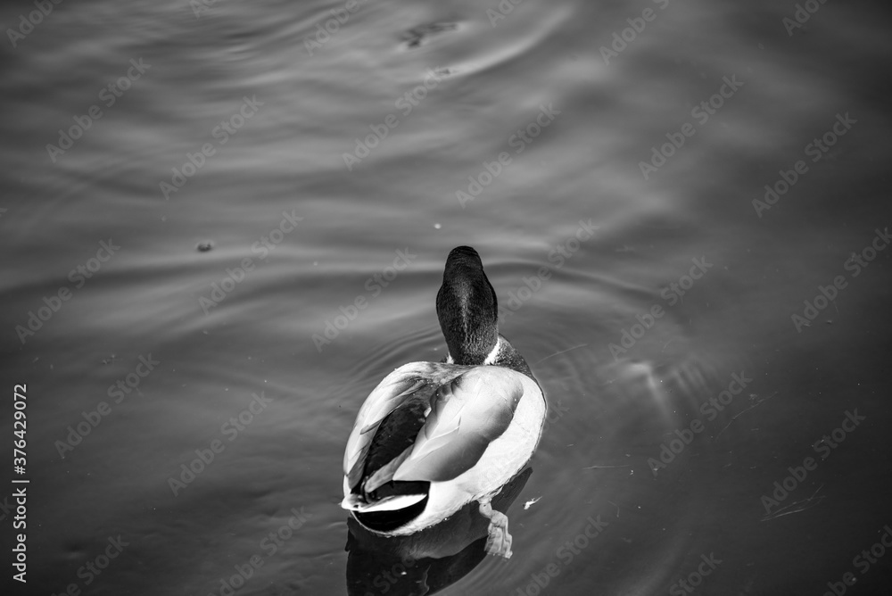 Fototapeta premium duck on the water