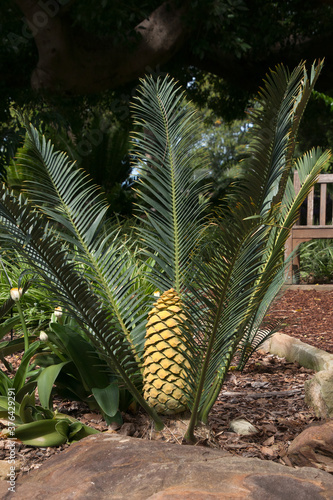 Sydney Australia, Encephalartos cerinus or Waxen Cycad with cone in garden