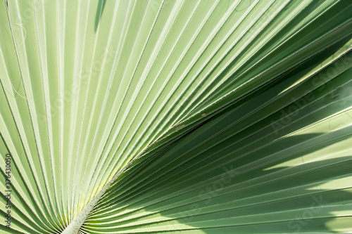 Palm trees  green elephants and very large leaves with many straight lines on the leaves planted for sale and beautify the garden.