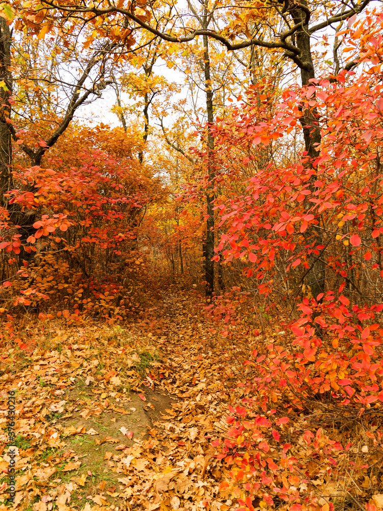 Colorful bright autumn city park. Leaves fall on ground. Autumn forest scenery with warm colors and footpath covered in leaves. A trail going into woods showcasing amazing fall colors. Colorful bright autumn city park. Leaves fall on ground. Autumn forest scenery with warm colors and footpath covered in leaves. A trail going into woods showcasing amazing fall colors.