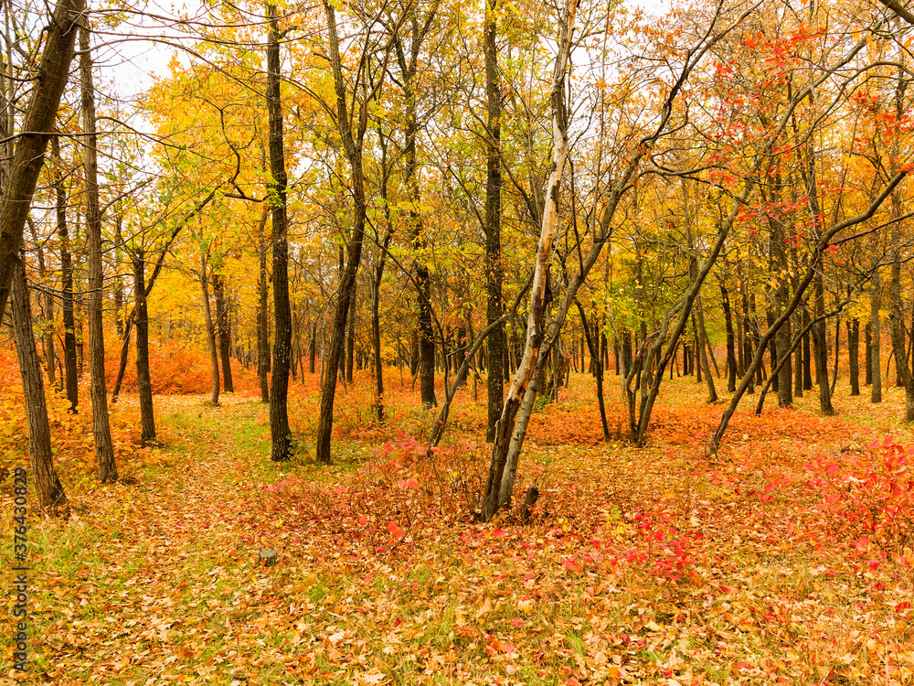 Colorful bright autumn city park. Leaves fall on ground. Autumn forest scenery with warm colors and footpath covered in leaves. A trail going into woods showcasing amazing fall colors. Colorful bright autumn city park. Leaves fall on ground. Autumn forest scenery with warm colors and footpath covered in leaves. A trail going into woods showcasing amazing fall colors.