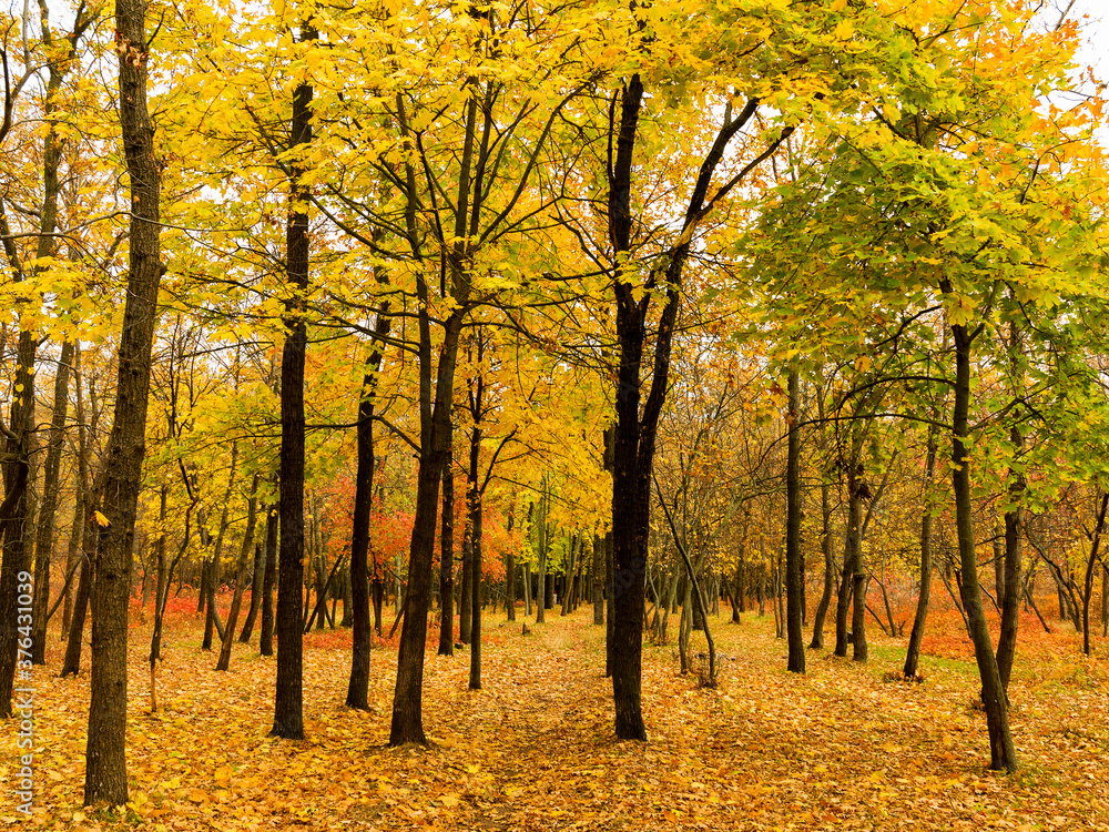 Fototapeta premium Colorful bright autumn city park. Leaves fall on ground. Autumn forest scenery with warm colors and footpath covered in leaves. A trail going into woods showcasing amazing fall colors.