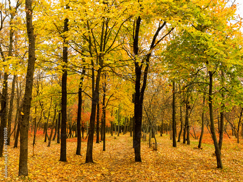 Colorful bright autumn city park. Leaves fall on ground. Autumn forest scenery with warm colors and footpath covered in leaves. A trail going into woods showcasing amazing fall colors.