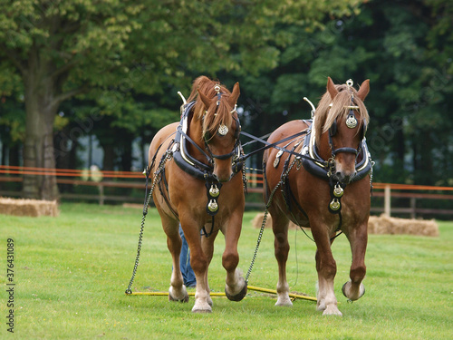 Horses in Harness