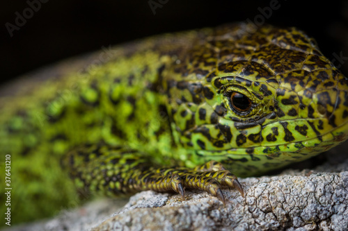 Fotografisches Allerlei aus dem Garten, der Tierwelt und der von Reisen