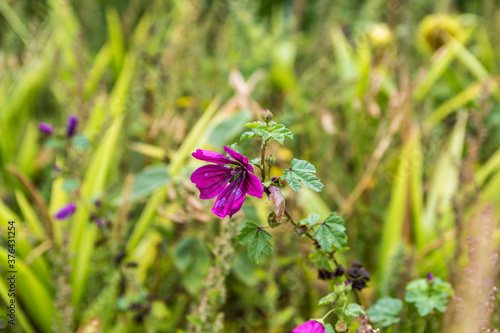 Wilde Malve am Wegesrand