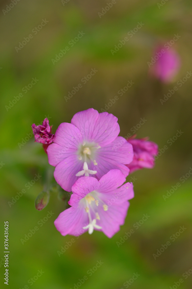 Wiesen-Storchschnabel (Geranium pratense)	