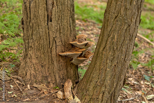 Mushroom. The fungus growing on a tree trunk