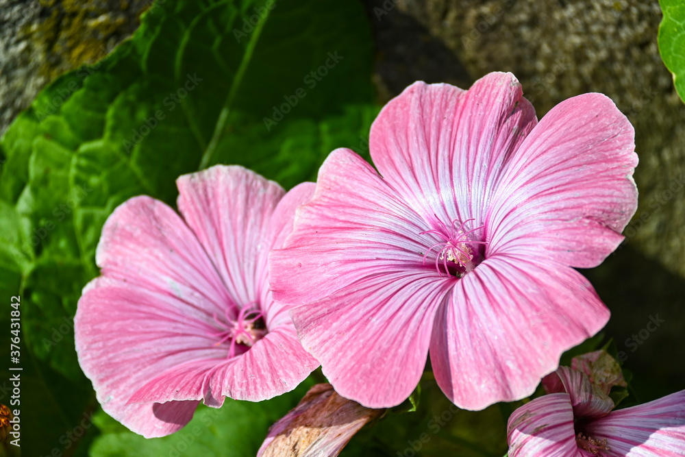 Fototapeta premium Fotografisches Allerlei aus dem Garten, der Tierwelt und der von Reisen