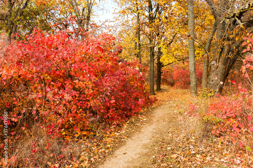 Colorful bright autumn city park. Leaves fall on ground. Autumn forest scenery with warm colors and footpath covered in leaves. A trail going into woods showcasing amazing fall colors.