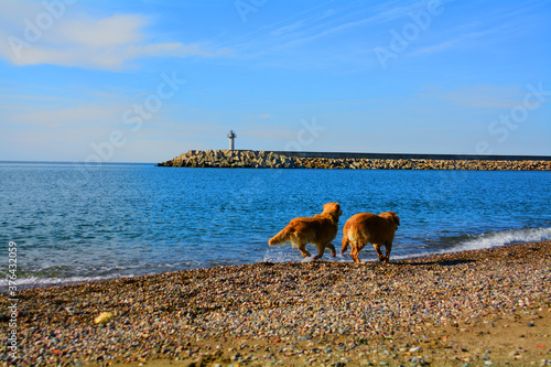 dog on the beach in love