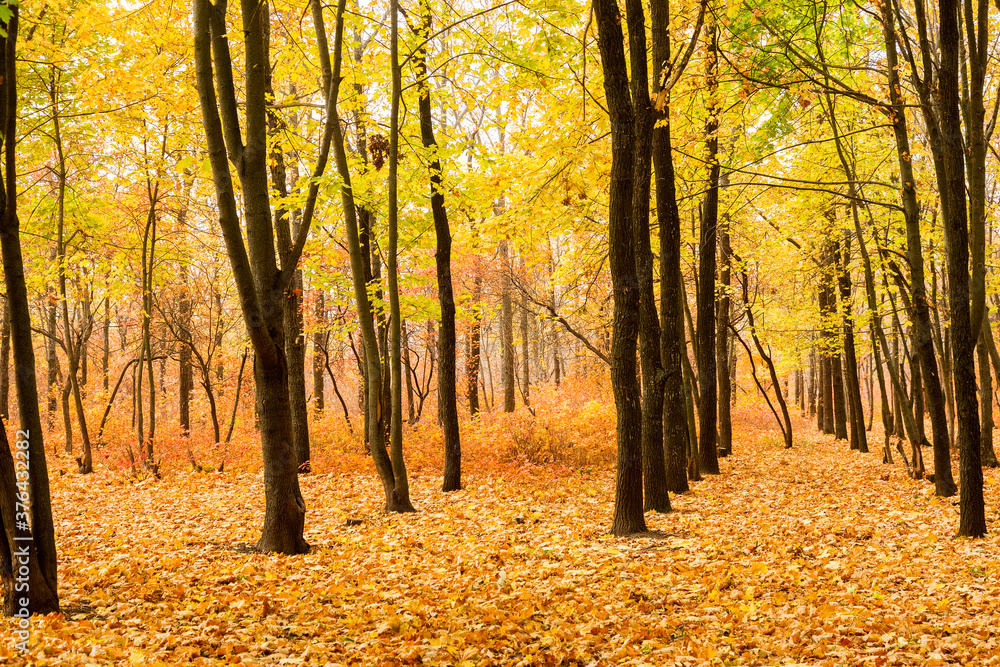 Fototapeta premium Colorful bright autumn forest. Leaves fall on ground in autumn. Autumn forest scenery with warm colors and footpath covered in leaves leading into scene. 