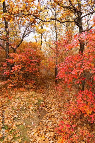Colorful bright autumn forest. Leaves fall on ground in autumn. Autumn forest scenery with warm colors and footpath covered in leaves leading into scene. 