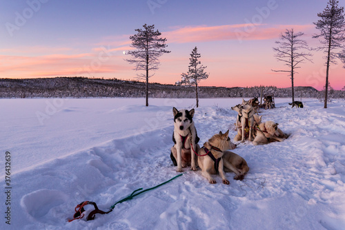 Photos Dog sledding with huskies in beautiful sunrise, Sweden