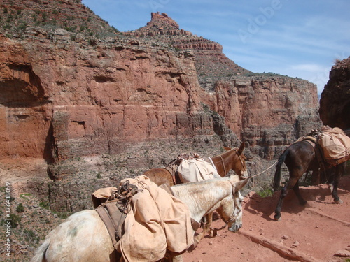 grand canyon with mule train © Mark