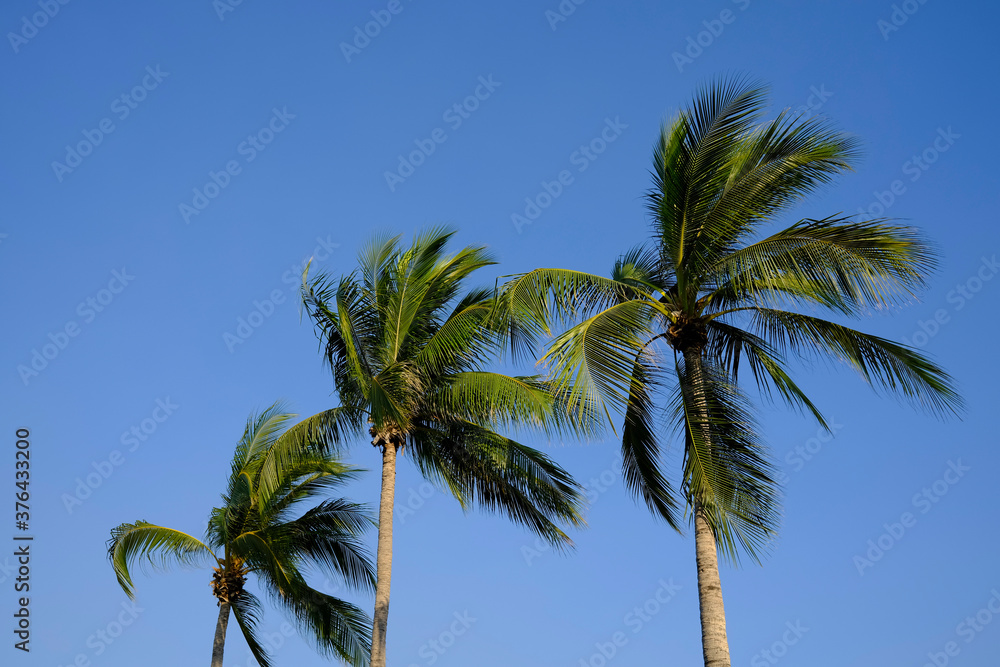 Three palm trees in the wind against a clear blue sky