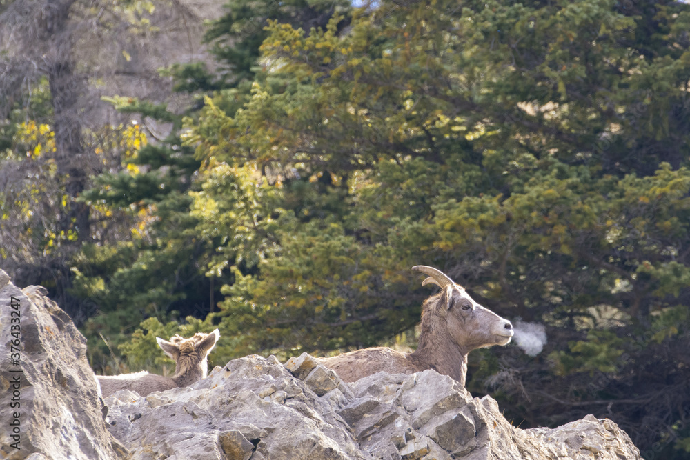 Fototapeta premium Bighorn Sheep Jasper Nationalpark