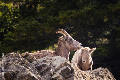 Bighorn Sheep Jasper Nationalpark