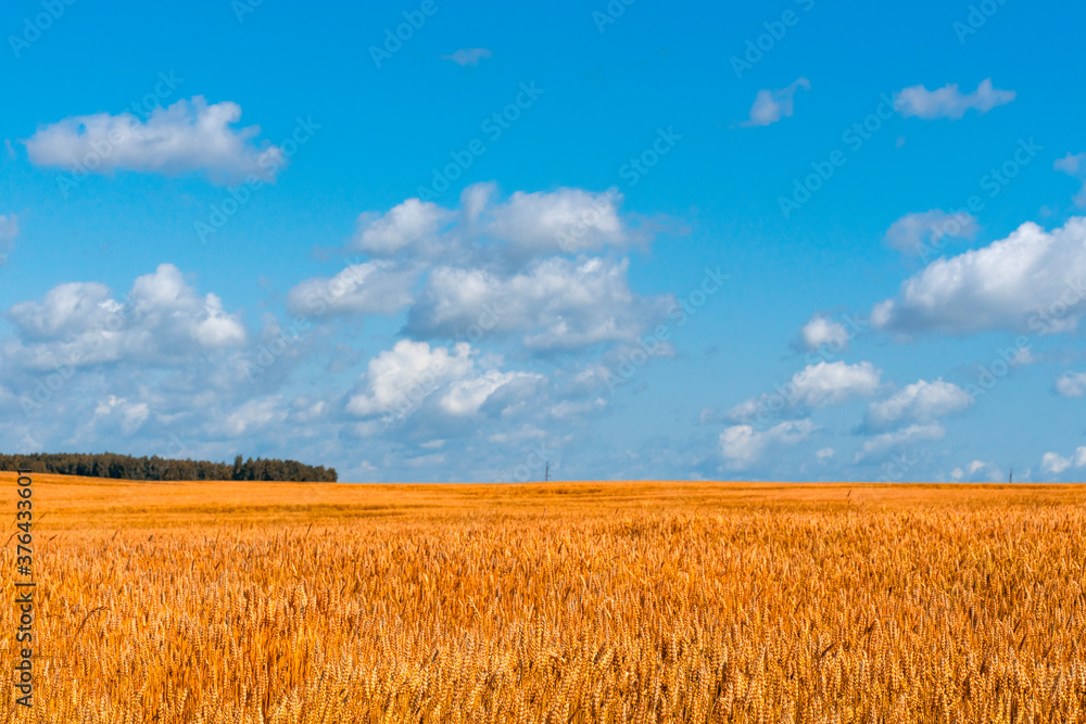 Wheat field and blue sky with clouds