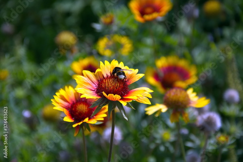 bee on a flower © Николай 