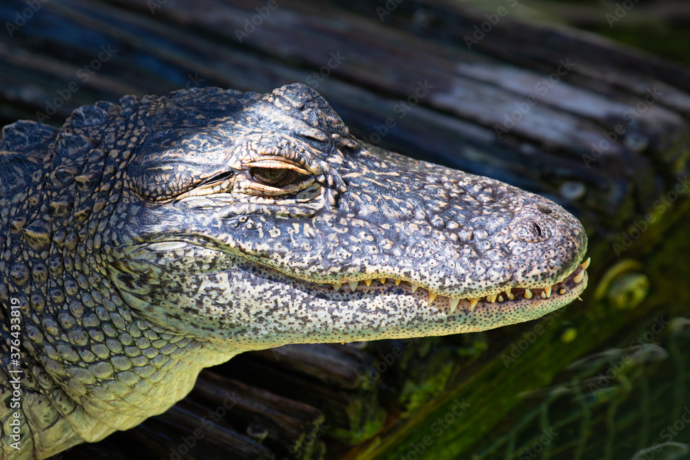 Fototapeta premium Close up of an american alligator's head showing an eye, nasal area, a full set of teeth, and beautifully mottled, wrinkled, reptilian skin, in Florida, USA