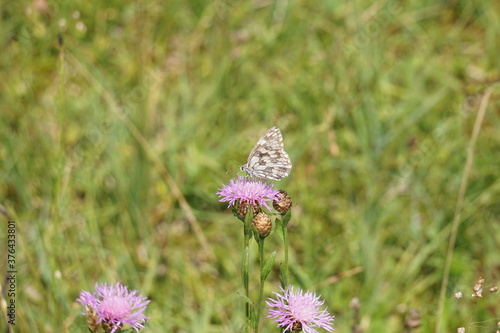 Kleiner Schmetterling auf lila Blüte