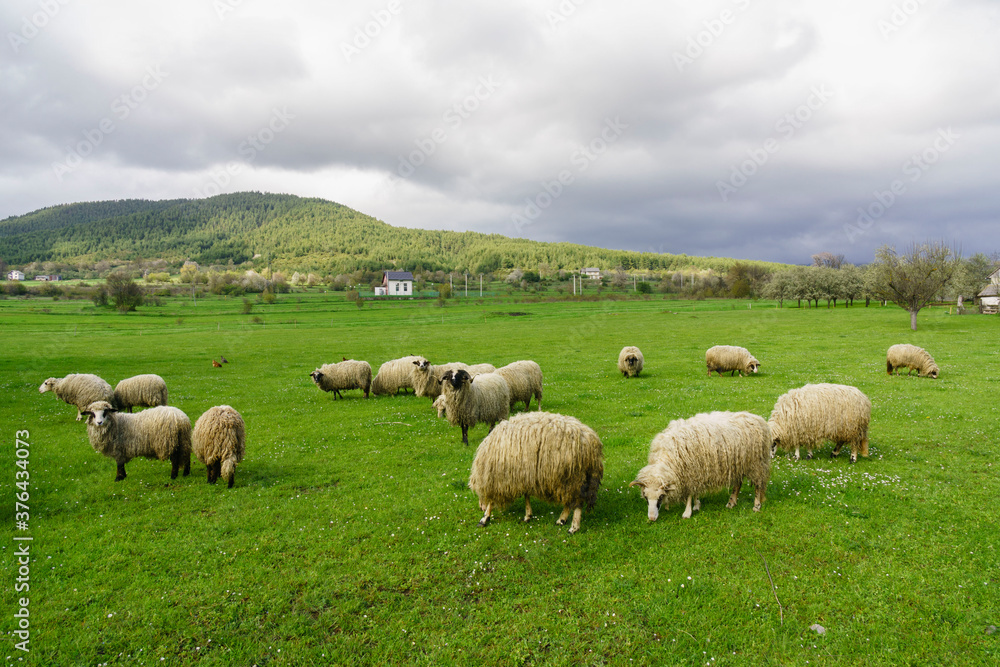rebaño de ovejas cerca de Vrhovine, parque nacional plivitze, Croacia, europa rebaño de ovejas cerca de Vrhovine, parque nacional plivitze, Croacia, europa