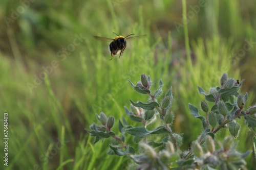bumblebee in flight