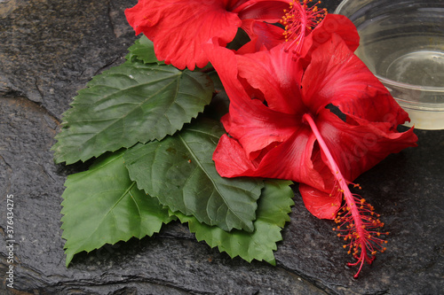 Jaswand or Hibiscus oil over black background. photo