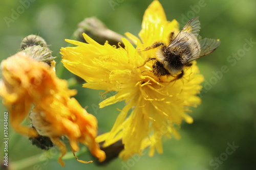 bee on yellow flower