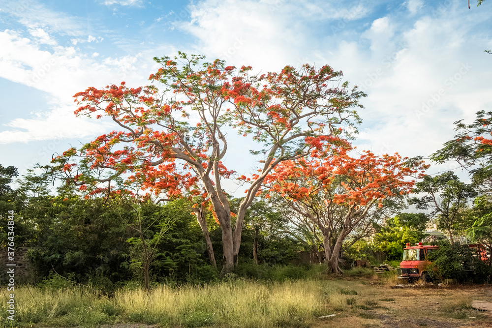 Naklejka premium autumn tree with red berries