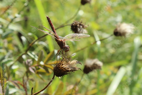 dragonfly on a dry grass