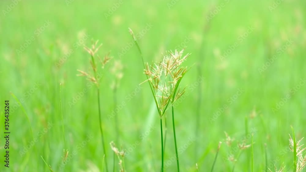 Nut Grass on green background.Concept for green background. Nut Grass on green background.Concept for green background.
