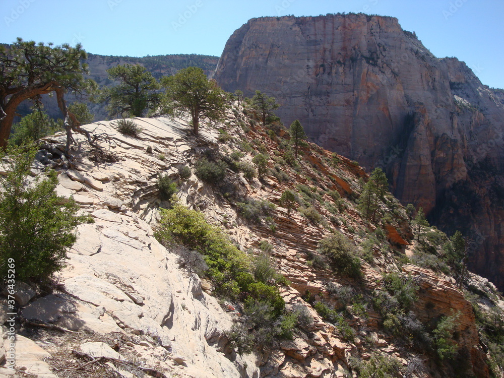 Obraz premium Zion National Park